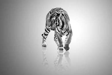 Gallery For   Black And White Abstract Art Wallpapers