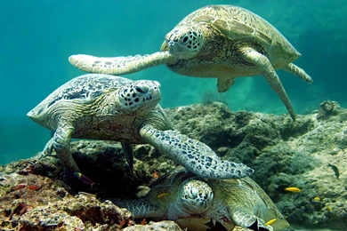 Underwater Sea Turtle HD 1920x1200.jpg