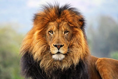 803 Lion HD Wallpapers