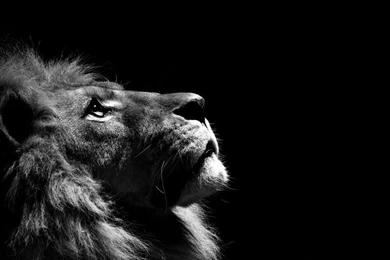 Lion Wallpapers Free Download 3179   HD Wallpapers Site