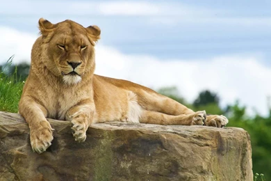 HD Lions Wallpapers And Photos