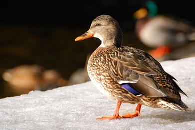 Suzanne Britton Nature Photography: Life Is Good
