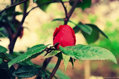 Red Rose Bud Nostalgic Widescreen Wallpapers