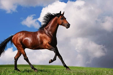 Arabian Horses Arabian Horses – History – WV Horse Council