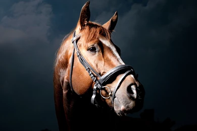 Download Wallpapers 3840x2400 Black Background, Horse, Horse Ultra ...