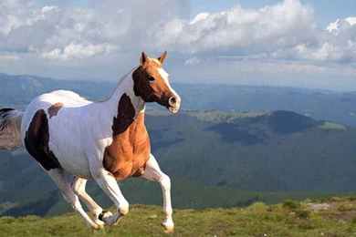 Gallop Precipice Arab Nature Horse Summer Mountains Grass Horses ...