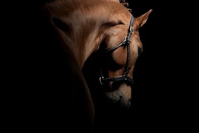 Pinup Horses On Pinterest