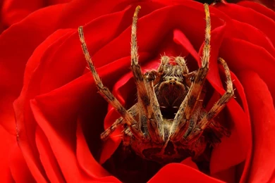 Download Wallpapers 3840x2160 Spider, Rose, Flower, Foot 4K Ultra ...