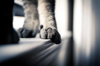 Cat Foot Paws In Windows (id: 61728) – BUZZERG