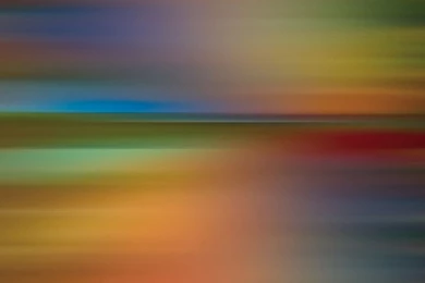 Desktop Wallpapers · Gallery · Computers · Forest Foot Webs