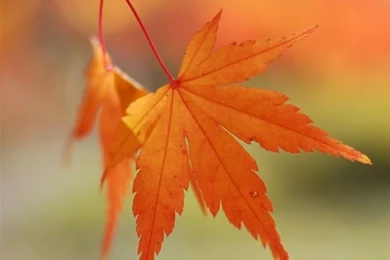 Awesome iPad 4 Wallpapers