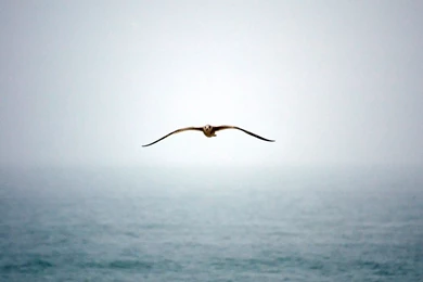 Beautiful HD Wallpapers For iPad