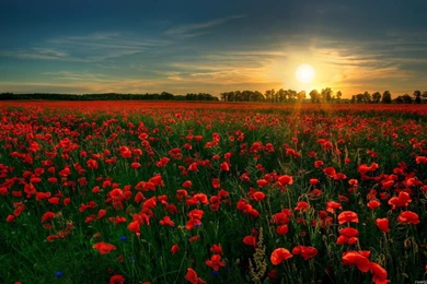 Red Flowers HD Wallpapers   HD Images New