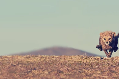 Cheeta Little Running Awesome   1920 X 1080   For Monitors ...