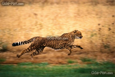 33112_gepard_beg_priroda_2500x1667_www.Gde Fon.com.jpg