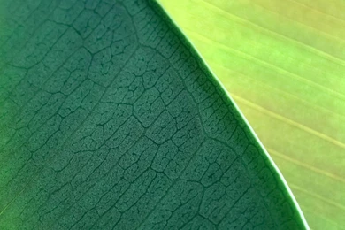 Green_leaves MAC_OS_X_Mountain_Lion_HD_Wallpapers_1920x1080.jpg