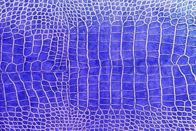 Blue Crocodile Skin Texture As A Wallpapers