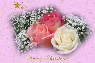 Widescreen Christmas Wallpapers   Roses And Stars