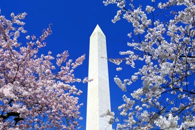 Cherry Blossoms Washington Monument Washington DC.jpg