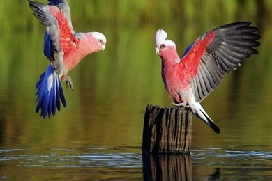 10 Great Sites To Download FREE Wallpapers   Tipsnfreeware