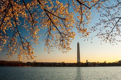 Cherry Blossom Countdown: T Minus 12