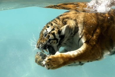 Top 10 Animal Wallpapers