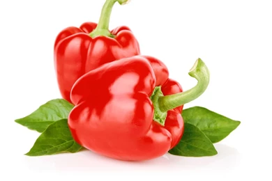 Caijiao 29619   Fruits And Vegetables   Harvest Season