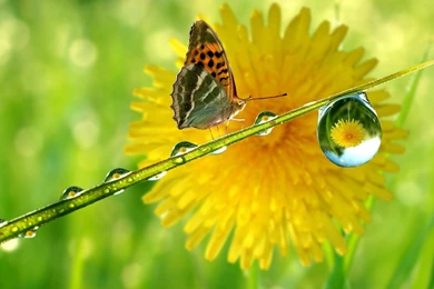 Wallpapers Rain Drop Nature Butterfly Hd 1920x1080