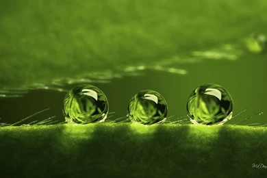 Dew Drops Wallpapers >> Backgrounds With Quality HD