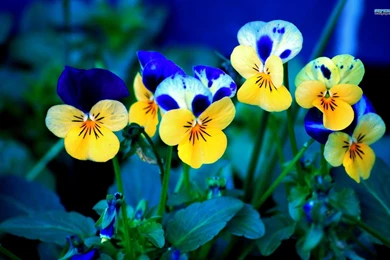 Pansy Wallpapers   Flower Wallpapers