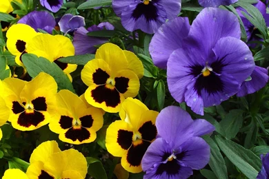 Pansy Wallpapers 3   Crazy Frankenstein