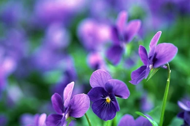 26 Beautiful HD Pansy Flower Wallpapers   HDWallSource.com