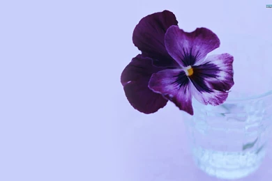 Pansy Wallpapers   Flower Wallpapers