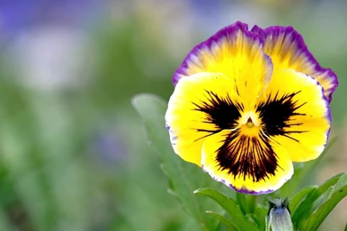 PANSY WALLPAPER   (