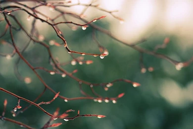 Wallpapers Naturee In Rain Drop Green Nature Reflections Macro Hd ...