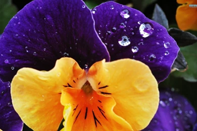 Pansy Wallpapers   Wallpapers Cave