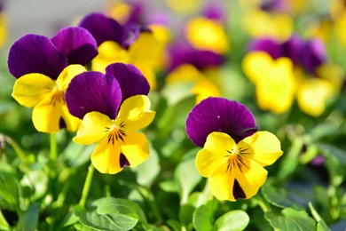 Pansy Flowers HD Wallpapers