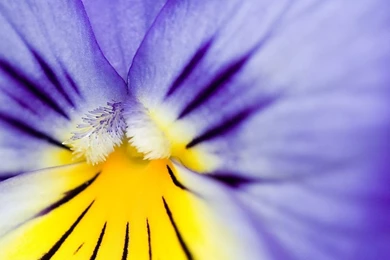Purple Pansy HD Desktop Wallpapers : Widescreen : High Definition ...