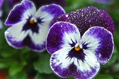 Beautiful Flowers Viola (violet, Pansy) In The Garden Wallpapers ...