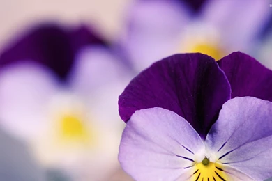 Pansies Wallpapers   Flower Wallpapers