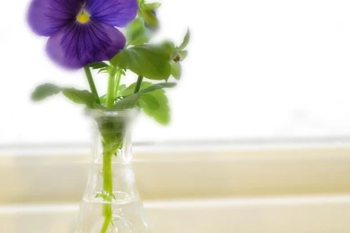 Lonely Pansy Wallpapers   (
