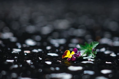 Pansy Flower Wallpapers