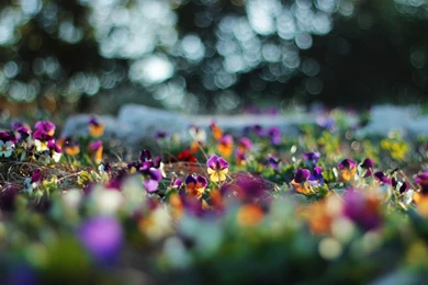 Pansy Flower Wallpapers HD Of Pansies Beautiful Flowers