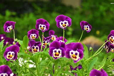 Purple Pansies Wallpapers   Flower Wallpapers