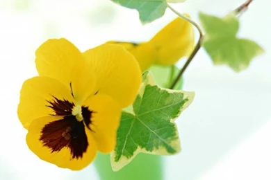 Yellow Pansy Flower Portrait Wallpapers Wallpapers