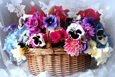 Download Wallpapers 1920x1080 Pansy, Dahlia, Petunia, Flowers ...