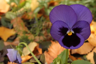 Purple Pansy Wallpapers   Flower Wallpapers