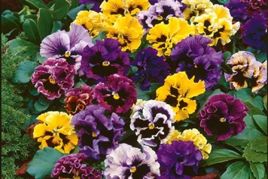 PANSY FRIZZLE SIZZLE WALLPAPER   (