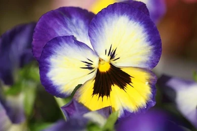 Pansy Flowers, Bicolor Pansy Violets Flower (1920+1600 ) 8 ...