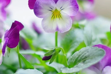 Purple Pansy Flower iPhone Wallpapers